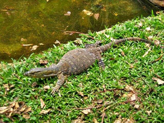 A 399 Rainforest Park a Kuranda.jpg